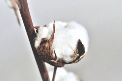 Fleur de coton blanche ouverte douceur naturelle