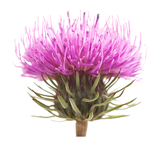 Burdock image Burdock image